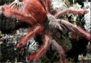 Red Tree Spider