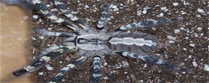 Indian Ornate Rainforest Spider