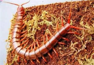 Red Dragon Centipede