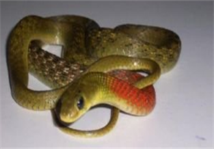 Red-necked Keelback Snake