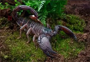 Red Claw Scorpion