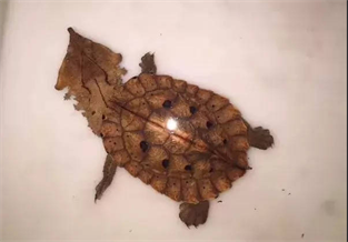 Leaf Turtle