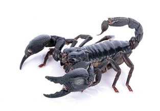 black claw scorpion