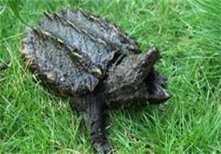 Alligator snapping turtle