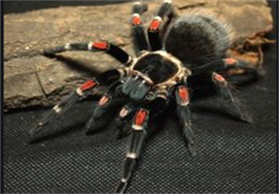 Mexican Red Knee Tarantula