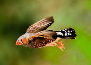 Golden-capped Parrot