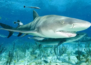 Lemon Shark