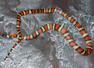 Kingsnake