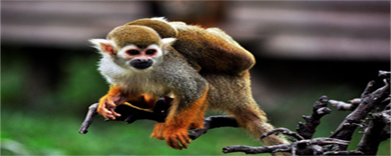 Squirrel Monkey