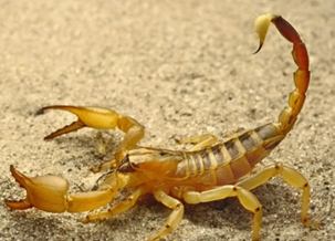 Scorpion