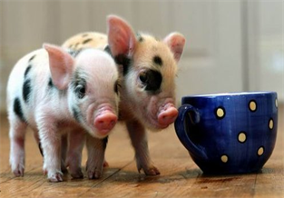 Teacup Pigs