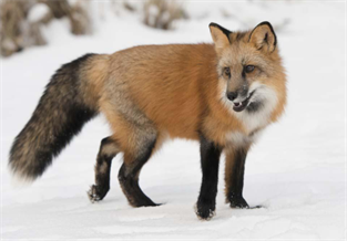 Red Fox