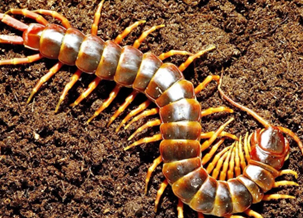 Centipede