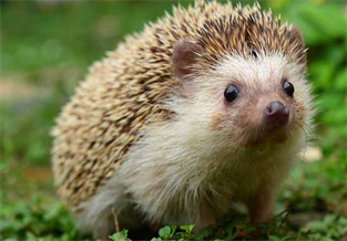 Hedgehog