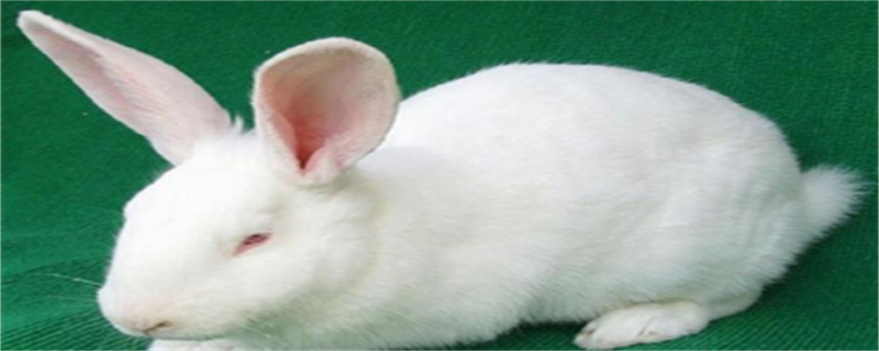 Japanese Lop Rabbit