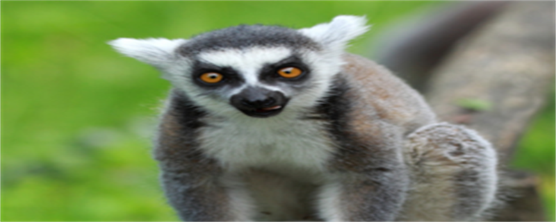 Lemur