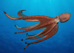 Octopus