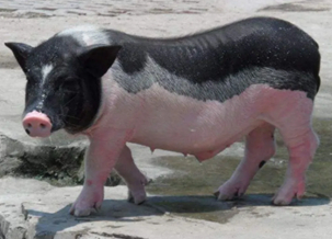 Miniature Pig