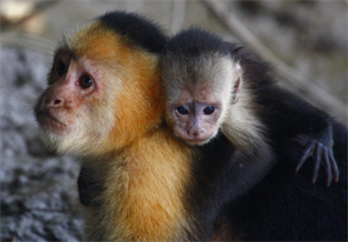 Squirrel Monkey