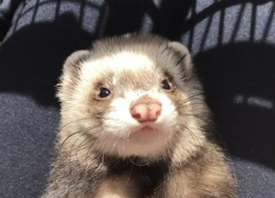 Domestic Ferret