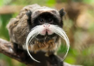 Golden-Crowned Tamarin