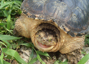 Alligator snapping turtle