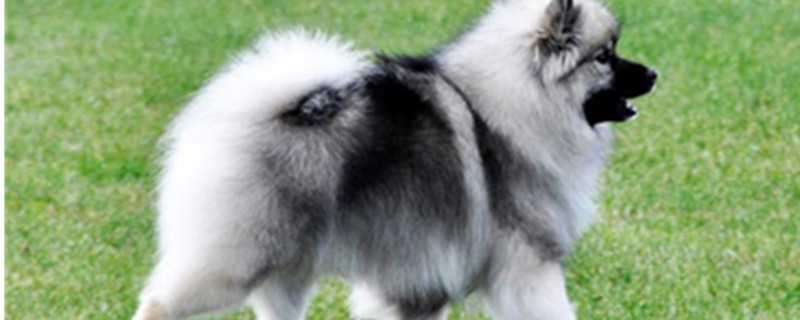 How much does a Dutch Keeshond weigh?