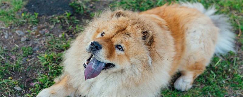 Precautions for raising a Chow Chow