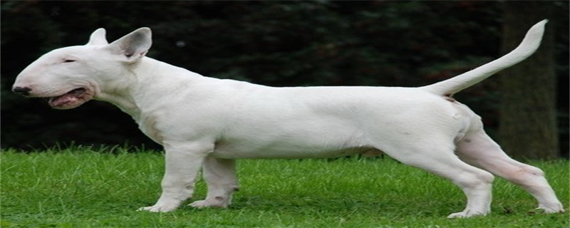 Bull Terrier Personality and Appearance Traits