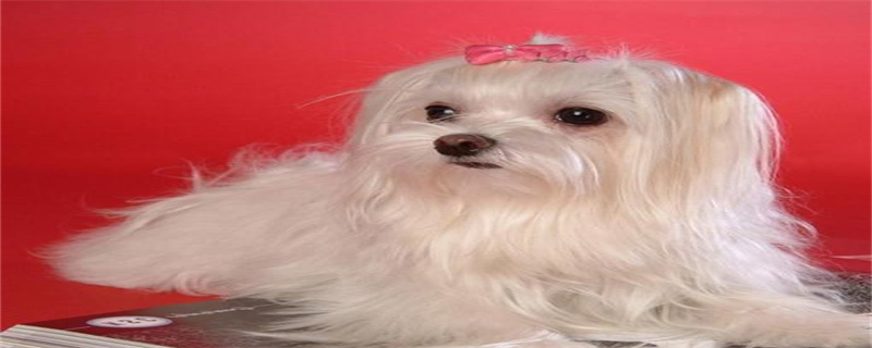 Maltese Dog Personality and Appearance Traits