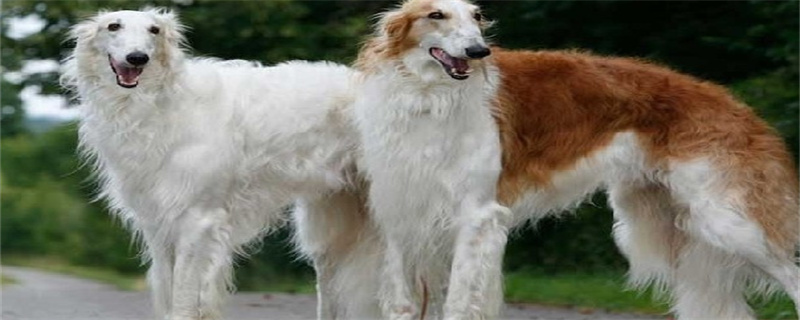 Matters needing attention in raising Borzoi