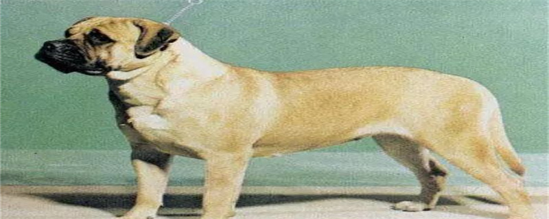 Personality and Appearance Traits of the Mastiff