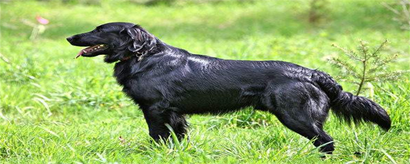 What to be aware of when purchasing a flat-coated retriever