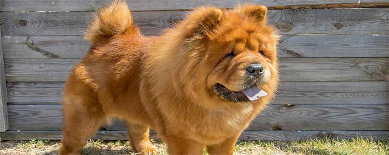 What are the main points of feeding the Chow Chow?