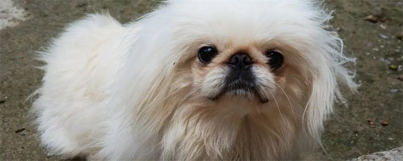 How to Feed Pekingese Dogs