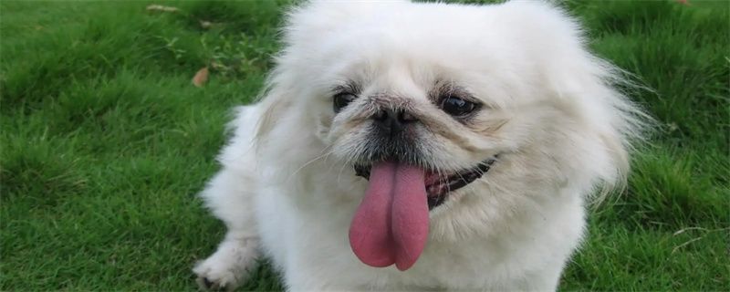 Matters needing attention in raising Pekingese dogs