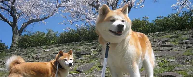 Matters needing attention in raising Akita dogs