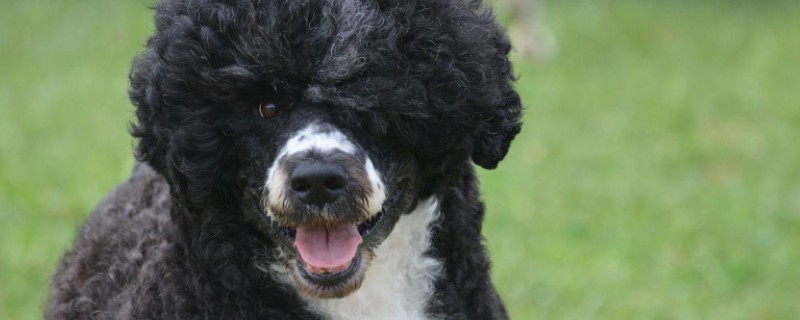 What to do if the Portuguese water dog eats too much diarrhea