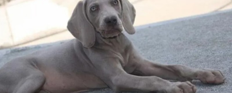 What to look out for when buying a Weimaraner