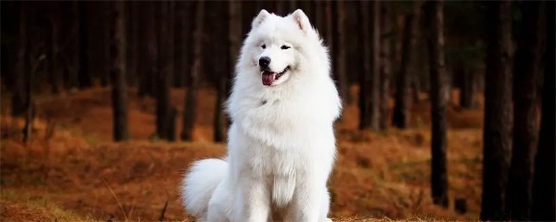 Matters needing attention in raising Samoyed dogs