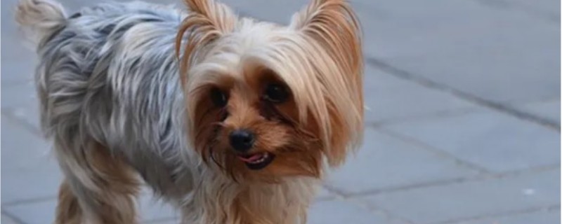 What are the training skills of silky terrier