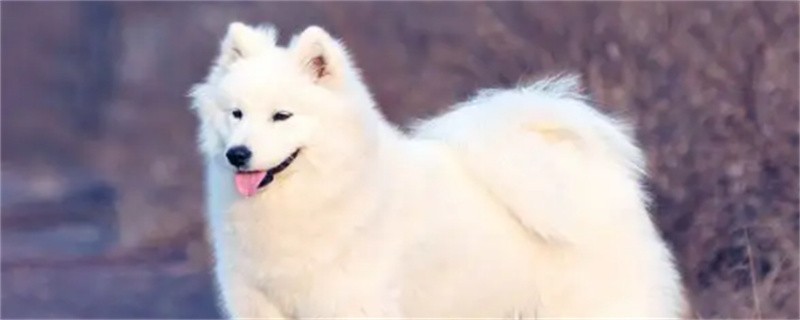 What are the training skills of Samoyed dogs?