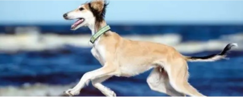 How to train a Saluki