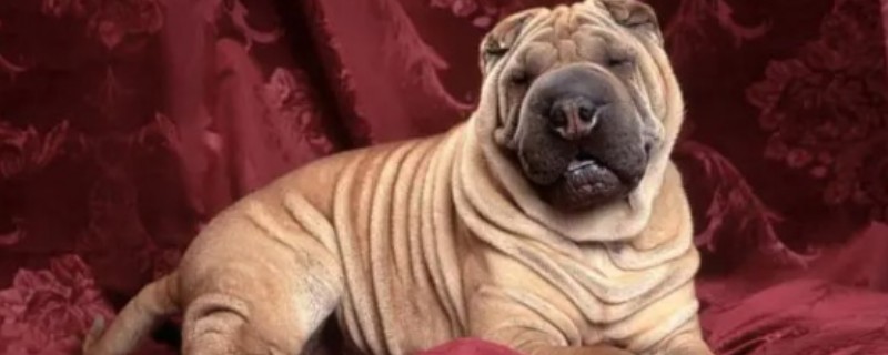 What are the main points of raising Chinese Shar-Pei