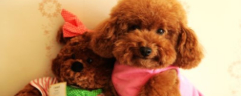 Precautions for raising Teddy dogs