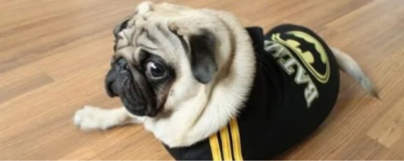 How Pugs Are Trained