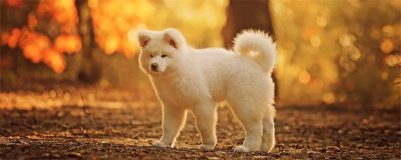 How to train a Samoyed dog to be obedient