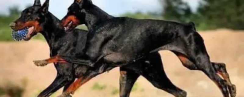 Doberman dogs eat too much diarrhea what to do