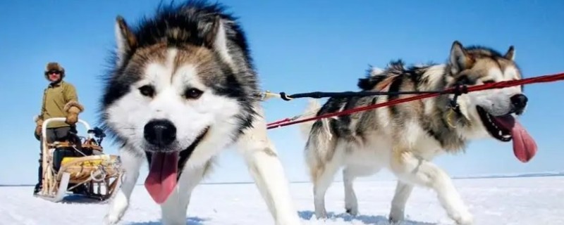 What to do if the Greenland dog eats too much and throws up