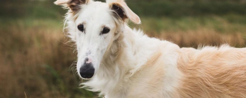 How to train a Borzoi Shepherd